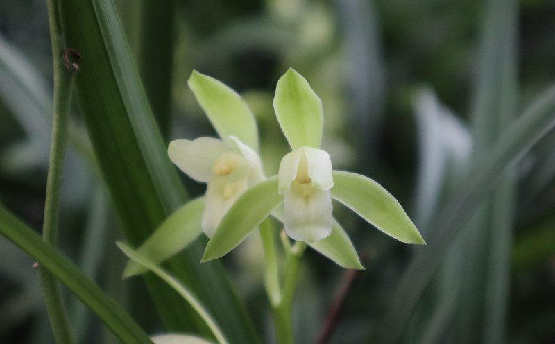 你还在花钱买兰花，农村山里的兰花漂亮又好养，全年都开花