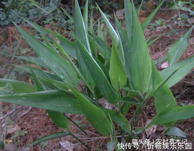 珍惜|农村若遇“此物”，请别除掉，珍惜它，因为当前价值极为珍贵