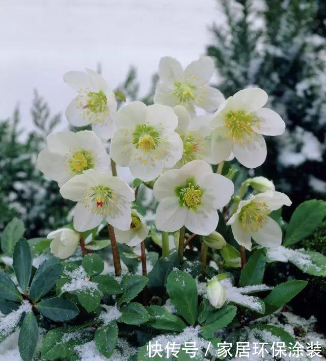 6种“冷艳”花,就爱寒冬开,越冷越娇艳,雍容又华丽