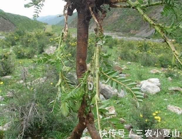 蝶形花科|遇见了，就别采挖，“根部”太珍贵了，请保护好