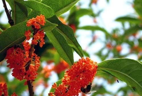 桂花什么时候扦插好？