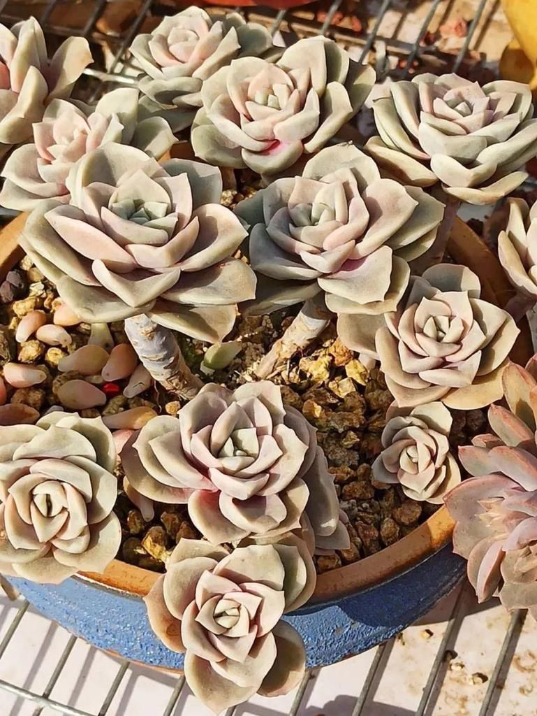 拼盘|多肉养在大盆里,就是豪横霸气,棵棵大得像白菜