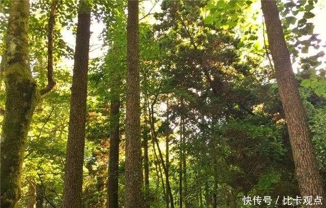 植物|天目山大树王国，全球仅存的五棵天目铁木都在这里