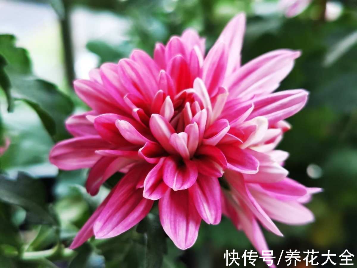 入春的3种菊,10块钱3盆,不打理也能开花