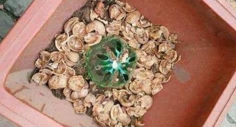 盆栽植物该如何预防积水烂根用上''防堵塞'',花根越长越旺盛