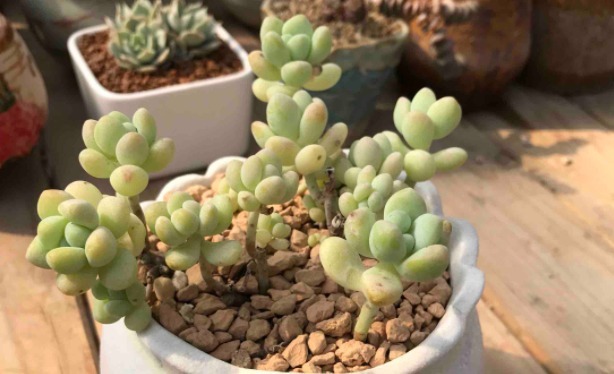 多肉天使之泪不好养教你3个妙招,轻松爆盆,叶片晶莹剔透!