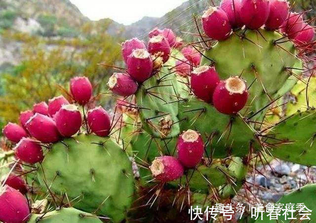 想吃|长在农村墙头的野果，酸甜可口，想吃还得看缘分，有钱也难买到