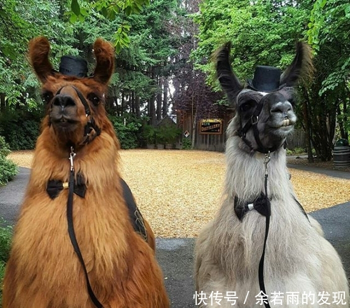 趣图:婚礼的时候一般会邀请什么人?嗯,草泥马伴娘没见过吧?