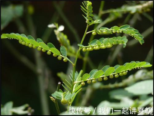 野菜|感冒咳嗽老不好，不要不停吃药，不妨试试此野菜，化痰止咳润肺