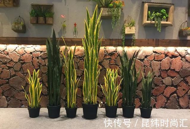 圆叶虎皮兰|虎皮兰进入8月经常“饿”,从三个方面喂饱它,才爱出小芽