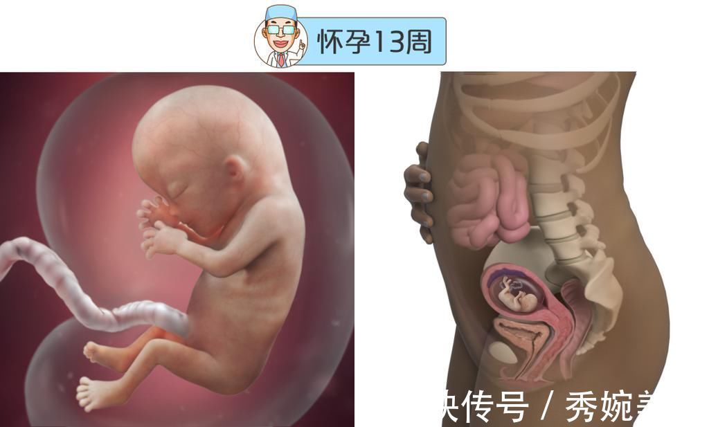 怀孕|最全的怀孕周期图鉴,感受从受精卵到婴儿的神奇变化!