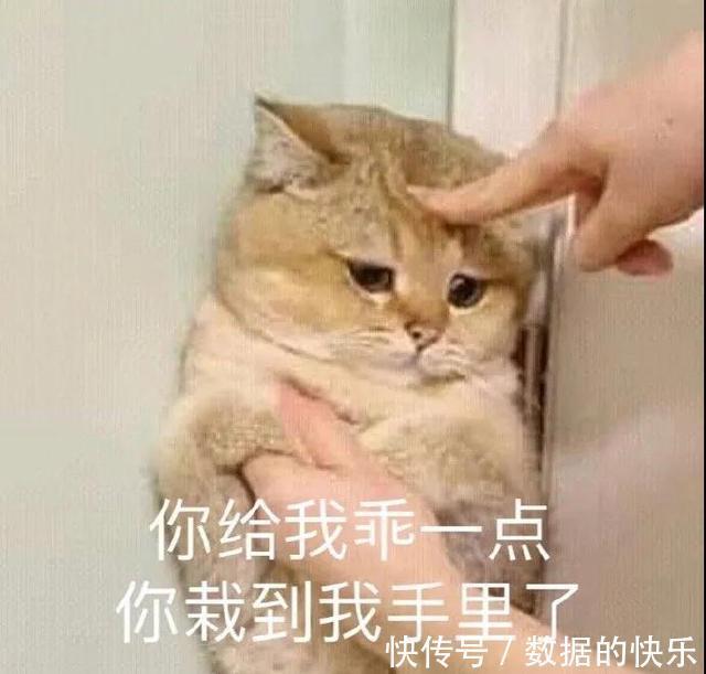 |搞笑可爱的表情包,做不到就是小狗哦