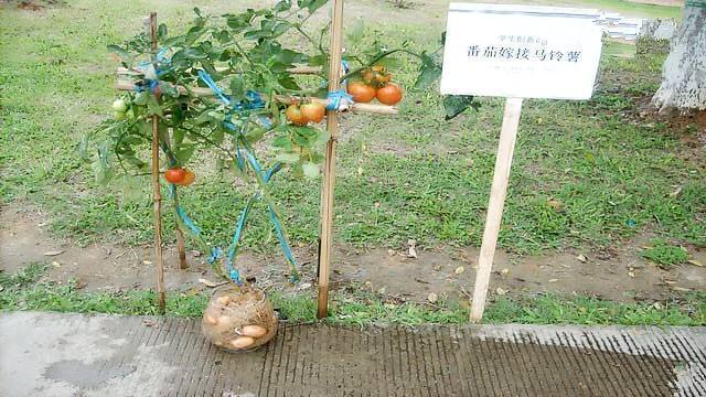 土豆嫁接西红柿,花盆长满土豆,枝上挂满西红柿,换着吃,特新鲜