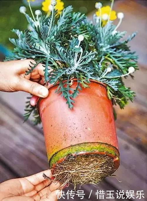 夏季换盆一时爽,“方法”错了,换完花卉死翘翘