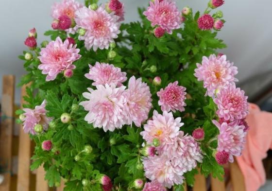 种植这三种妩媚的菊花,花开茂盛花香怡人,爱爆盆,天天都能赏花