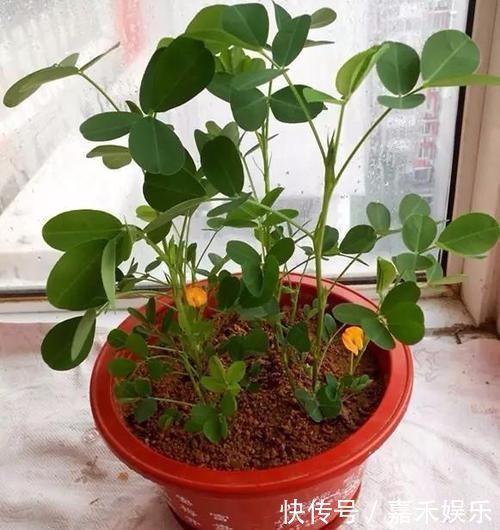 花盆|买来的花生米直接撒花盆里养，没过一周就长满一大盆，要不要吃掉