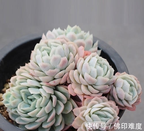 多肉植物|家里养多肉植物,掌握4个要点,立马变精神,叶片饱满上色美!