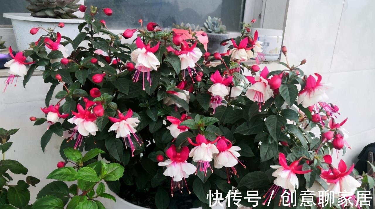 生根|9月“扦插”这些花，成活率高，长得快