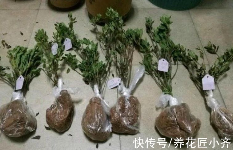 花盆|秋季是买花的季节,买到“黄泥”花苗,学会上盆缓苗,养好挺简单