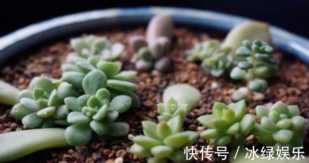 扦插|多肉叶插不能太随便,掌握好4点,每个叶片都成活,变成多肉大户