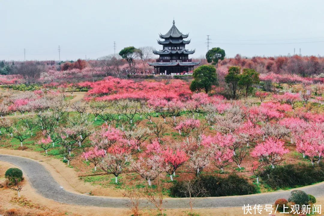 假期余额不足，抓紧去看看4万株梅花争艳的胜景吧