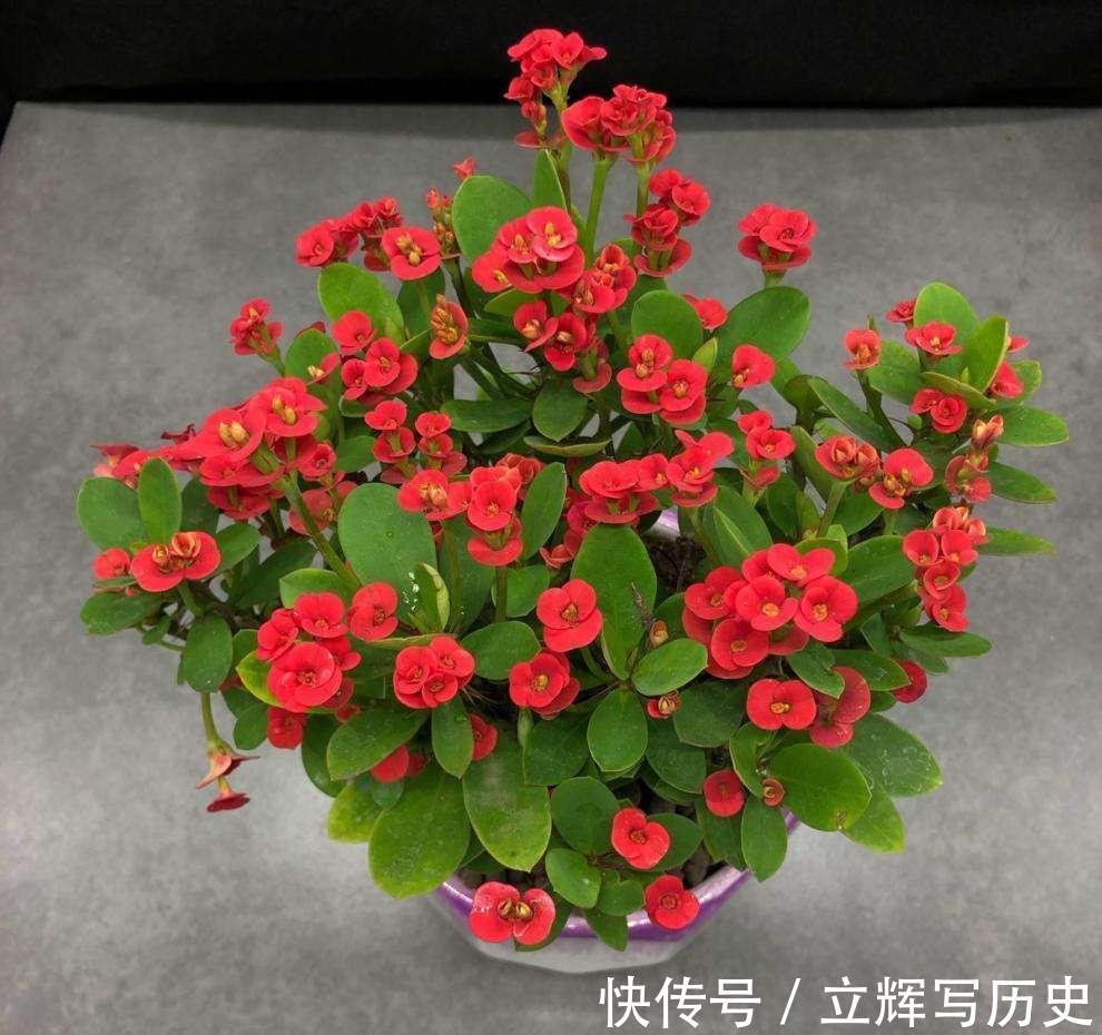 16种花被誉为冬日里的“开花机器”,喜欢就可以养起来,又美又香