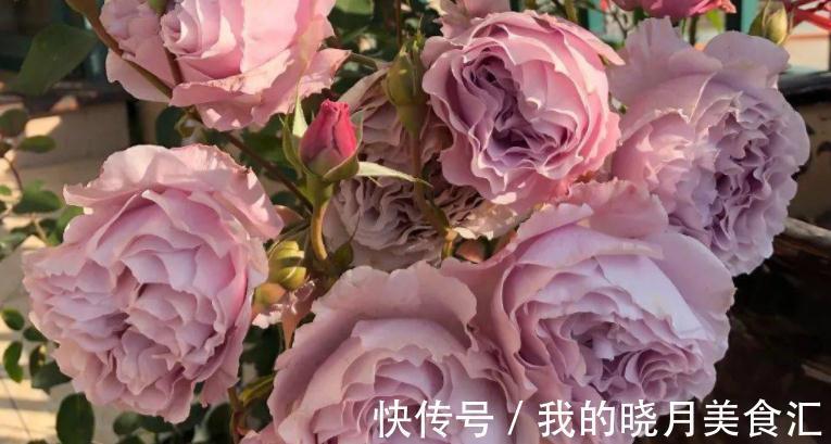 栽培|香味十足的月季蜻蜓，栽培扦插简单，值得园艺新人“踩雷”