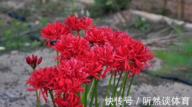 有毒花|8种常见“有毒花”，小心误买回家，家里有小孩要谨慎，安全第一