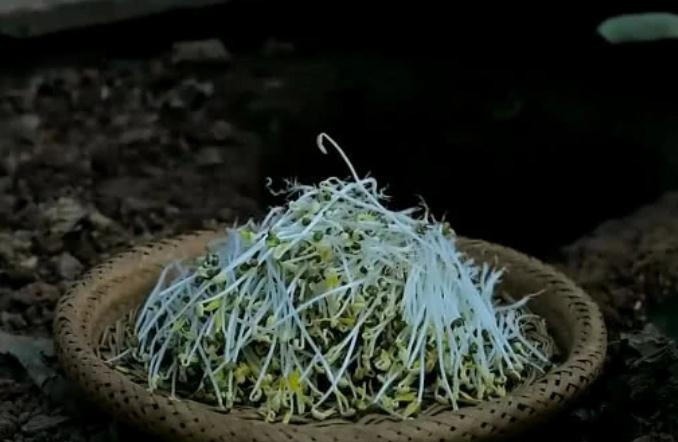 李子柒自制绿豆芽，看到她制作的方法后，网友这也太费心思了吧