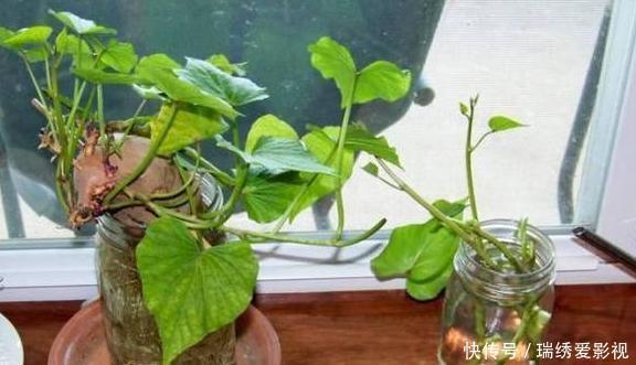 城市人阳台盆栽蔬菜,选啥合适?此4款既能当绿植观赏又能吃