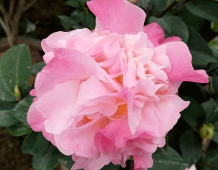 喜欢养花,不妨试试这几款,开花似花海,花型独特又美观