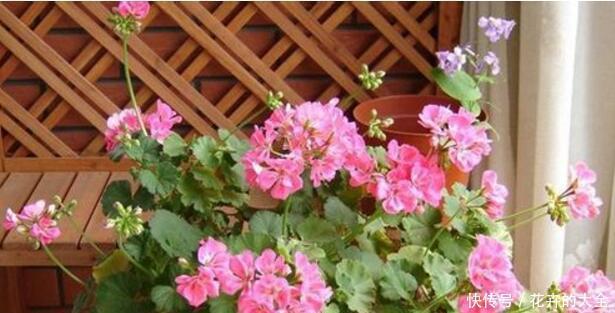 懂花的人,喜欢这5种盆栽,“花比叶子多”,轻松养到爆盆