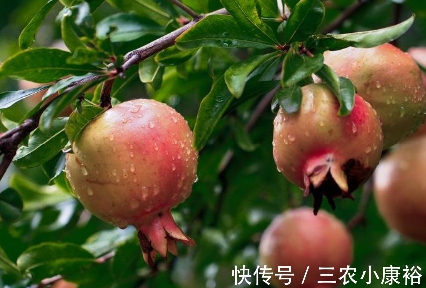 分化|石榴酸甜多汁，保护眼睛，重视石榴物候期管理，收获美味石榴来！