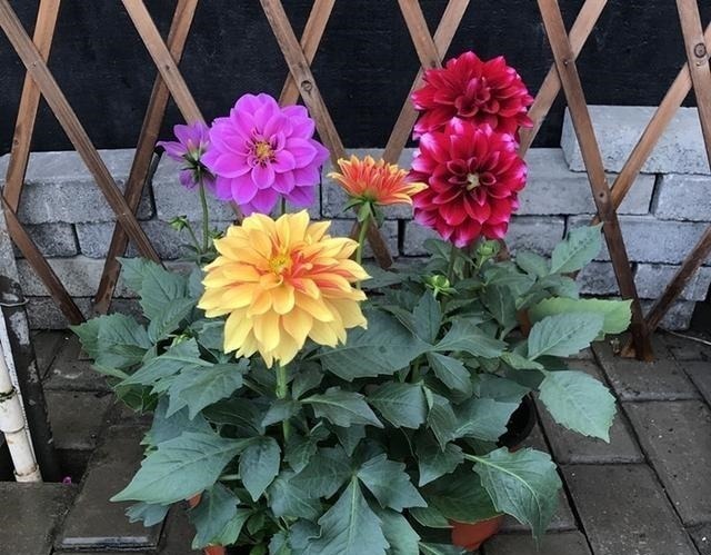 被名字耽误一生的6种花，土里土气，开花却“气度非凡”靓丽入眼