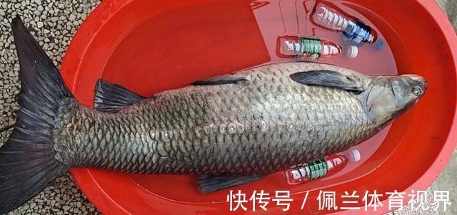 沈阳一水库鱼王被人钓起，有人想花1000买下放生