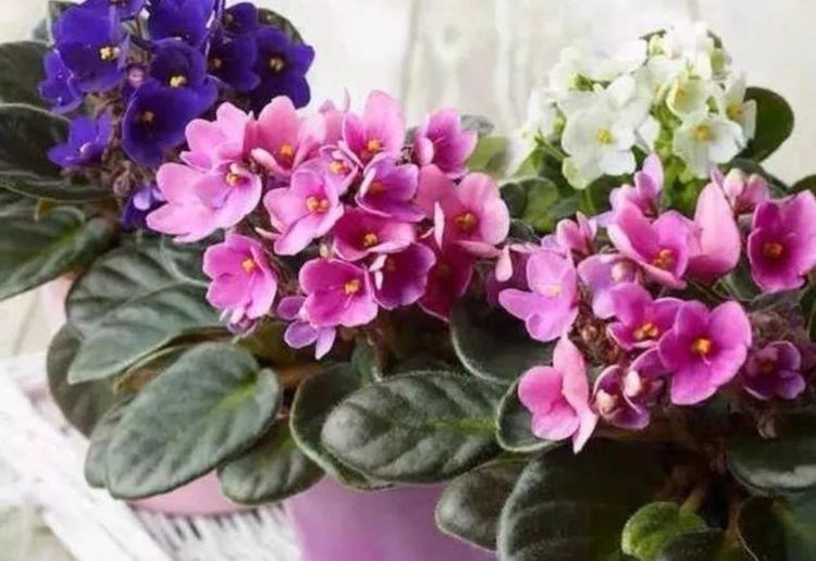 花色|养花就养4种花,家里养一盆,花色鲜艳,适合种在庭院观赏