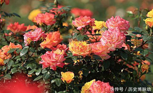 家门口别空着,种上4种花,开出一片花海,芳香四溢!