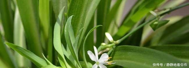 吊兰|吊兰的最爱,没事喝喝“它”,个头蹿蹿,藤蔓到处爬!