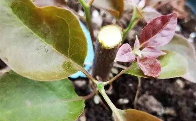 扦插|三角梅的养护大全摘光叶子，少浇水，使劲晒，开花爆满盆