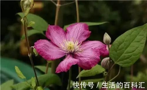 品种|此几种铁线莲特别耐热,你值得拥有