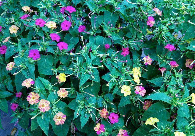 播种|7种“速生花”,现在丢土里,30天就长大,花香扑鼻真泼辣