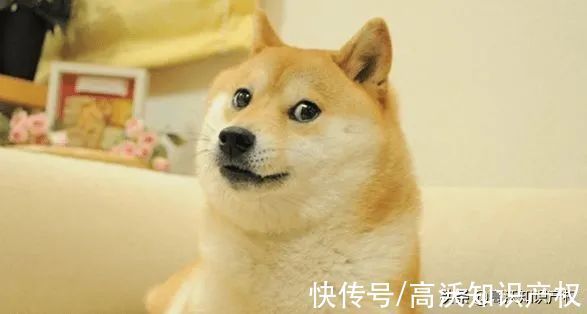 g三大公司“狗头”商标争夺战后,腾讯、字节跳动已被驳回