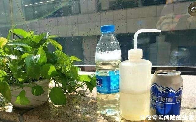 花芽|啤酒水浇花有技巧,里面加“4个小东西”,叶子油绿,花儿长疯了!