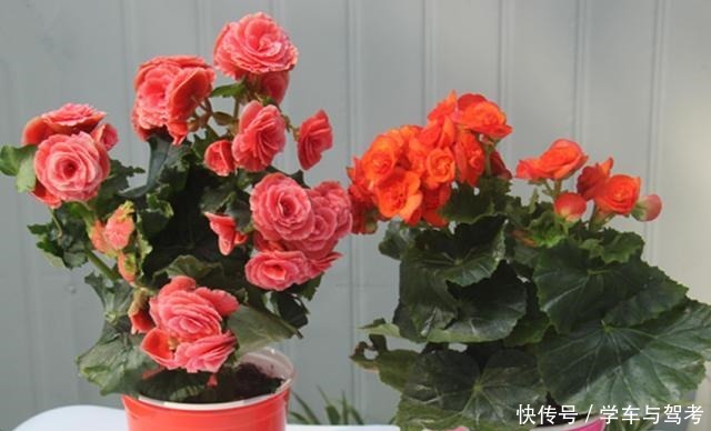 养花长得旺,开花多,秘密全在花盆里,你知道是什么吗!