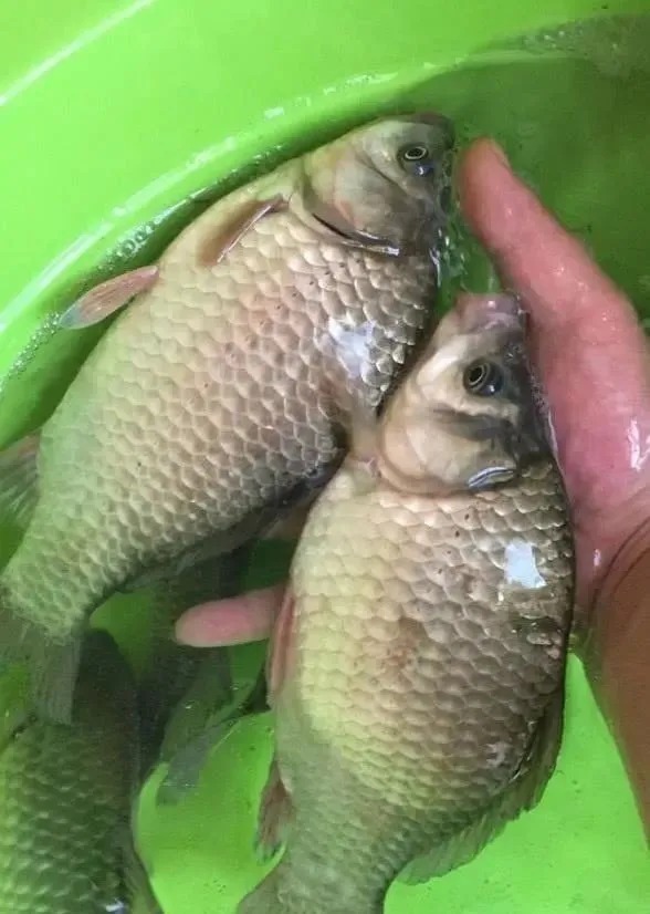 窝子|初冬野钓,一补窝就停口?老钓友用3招让鱼进窝就不想走!