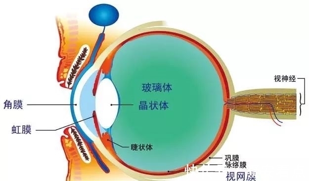 眼轴|近视真的是因为用眼疲劳吗?科学家表示真相另有隐情