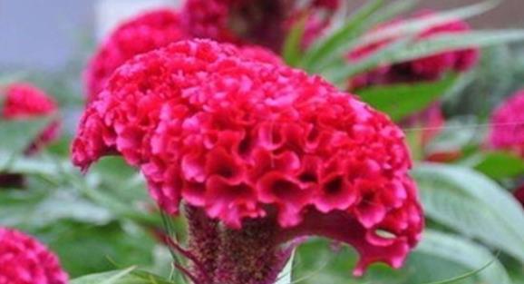 开花最香的4种花,家里养一盆,满屋飘香,红红火火好运来!