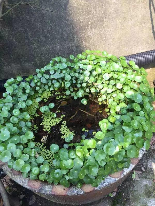 农村养花优势发，地大肥多，一不小心养成小花海！