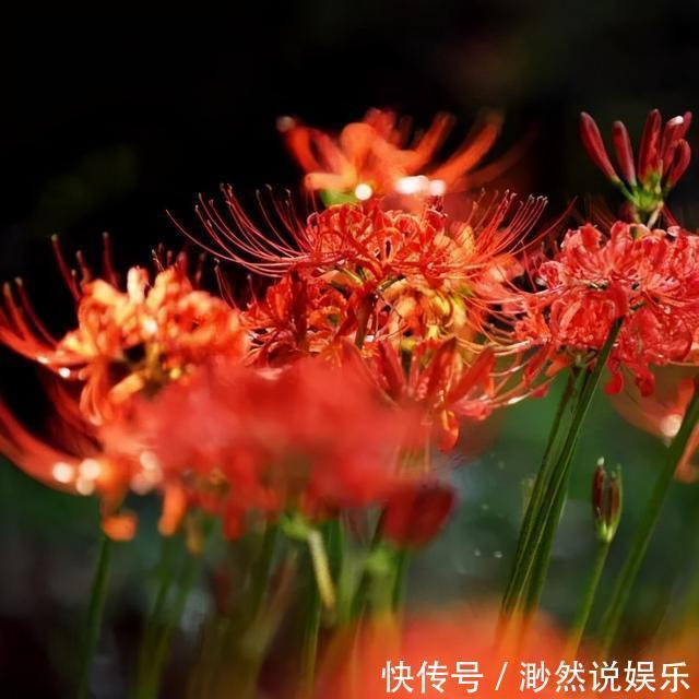 彼岸花如此美艳，却被日本人视为幽冥之花，深扒它的前世今生