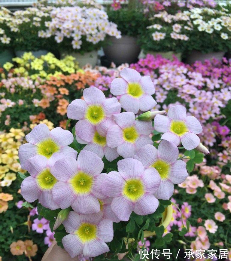 栽种|立秋之后，3种球根花卉可以种了，很好养各种花色无比美貌